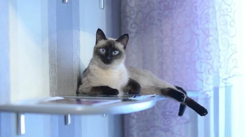Siamese breed pet cat sitting at home on a bookshelf Video stock 13696481