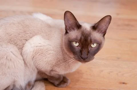 Siamese cat 2 Stock Photos