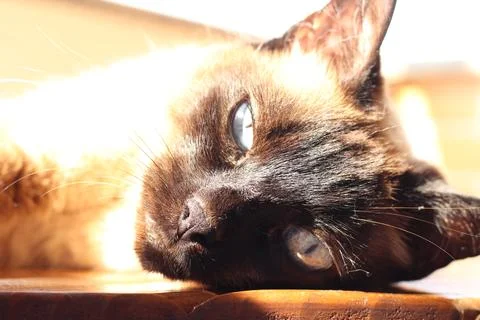 Siamese Cat 2 Stock Photos