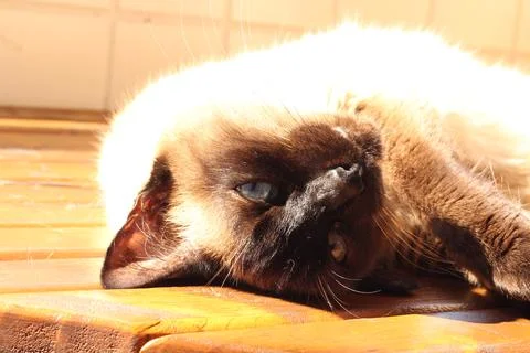 Siamese Cat 3 Stock Photos