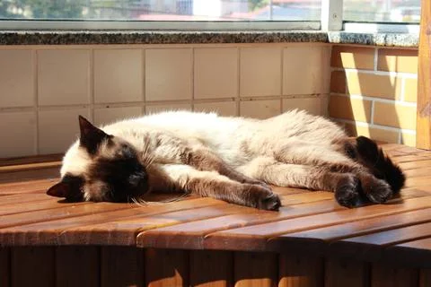 Siamese Cat 4 Stock Photos