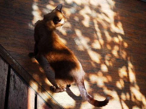 Siamese cat back, walking under tree shade, wooden board tile floor 库存照片