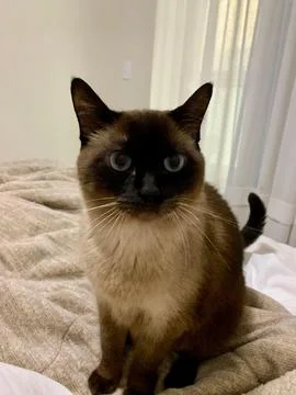 Siamese cat on the bed Stock Photos
