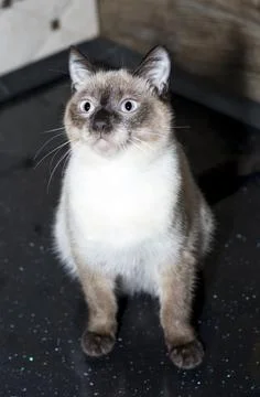 Siamese cat on a black background Stock Photos