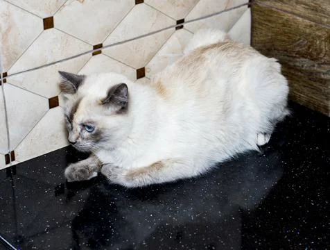 Siamese cat on a black tabletop Stock Photos