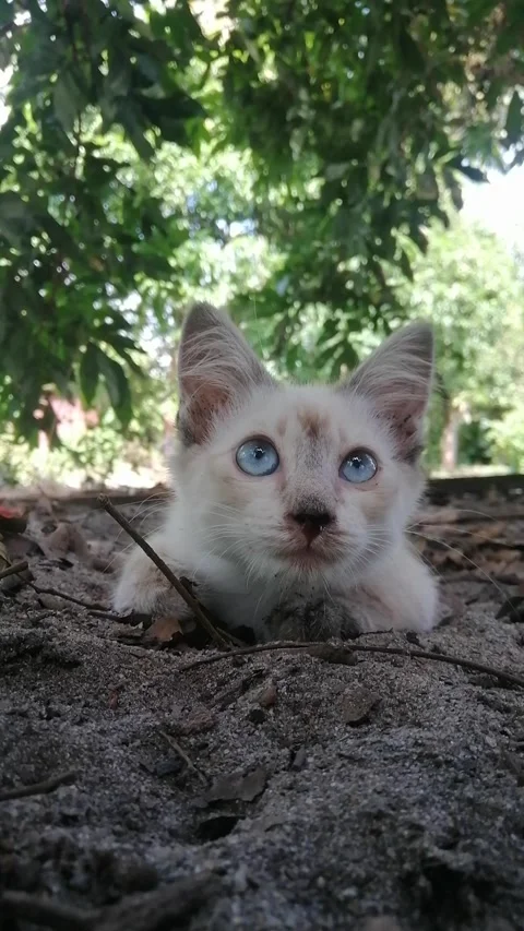 Siamese cat with blue eyes. Stock Footage 308062253