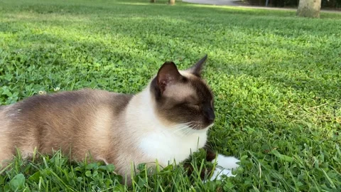 Siamese cat with blue eyes resting on a meadow Stock Footage 248970854