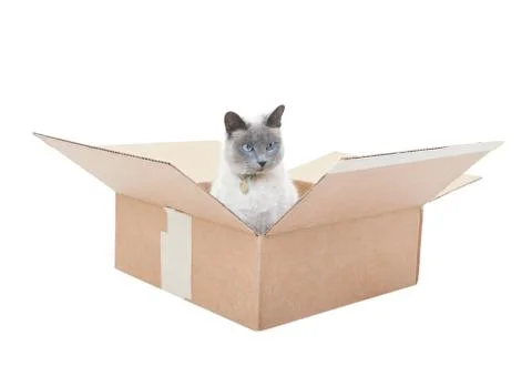 Siamese cat in a box Stock Photos