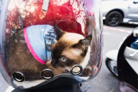 Siamese cat in a car Stock Photos