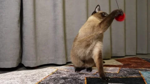 Siamese cat. Cat playing with a mouse at home Видео 253505017