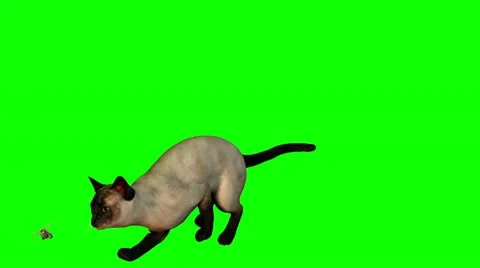 Siamese Cat Chasing Dragonfly with Green Screen Stock Footage 22022831