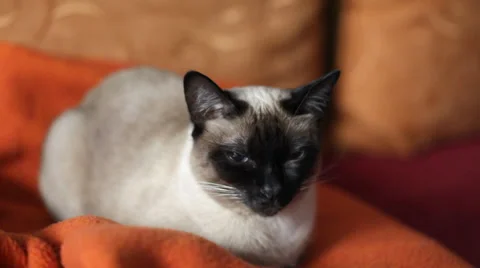 Siamese cat chiling out Stock Footage 35911970