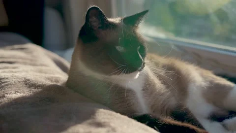 Siamese cat cinematic video Video stock 203968833