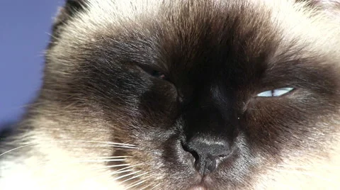 Siamese cat closeup Stock Footage 56321751