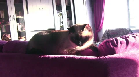 Siamese Cat Closeup 스톡 동영상 58314420