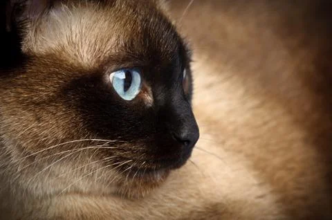 Siamese cat closeup Stock Photos