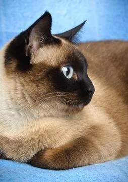 Siamese cat closeup Stock Photos