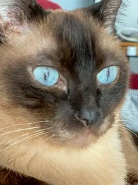 Siamese cat closeup Stock Photos