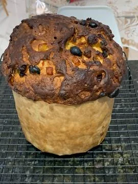 Siamese cat closeup Stock Photos