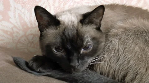 Siamese cat clous up Stock Footage 68346618