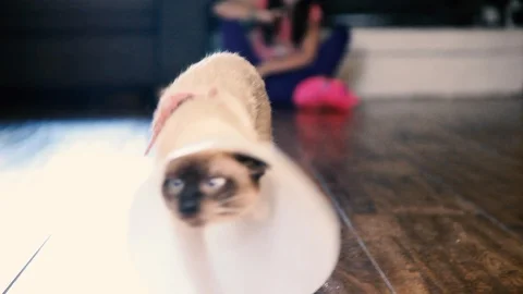 Siamese Cat Cone Of Shame Struts Stock Footage 115828195
