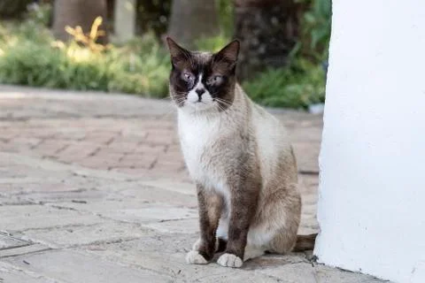 Siamese cat in a corner of the wall looking curious Stock Photos