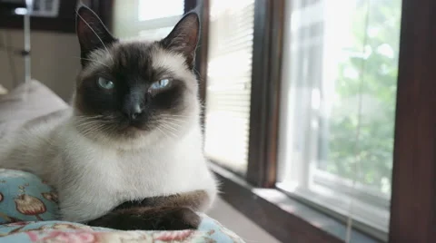 Siamese Cat On Couch Looking Around Near Window Stock Footage 64815795