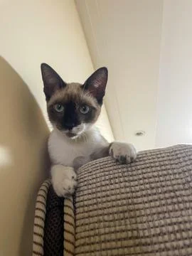 Siamese Cat in Curious Pose Stock-Fotos