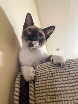 Siamese Cat in Curious Pose Stock Photos