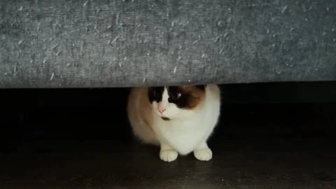 Siamese cat with deep blue eyes afraid of something ang hiding under couch Stock Footage 304114012