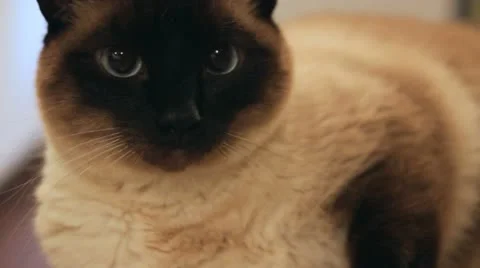 Siamese Cat Dolly Stock Footage 11801257