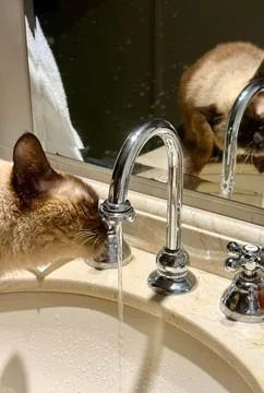 Siamese cat drinking from tap Stock Photos