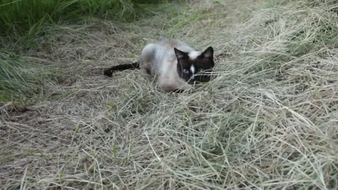 Siamese cat on dry grass Stock Footage 302095700