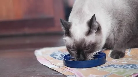 Siamese Cat is eating cat pellet food on wooden floor. Stock Footage 254340394