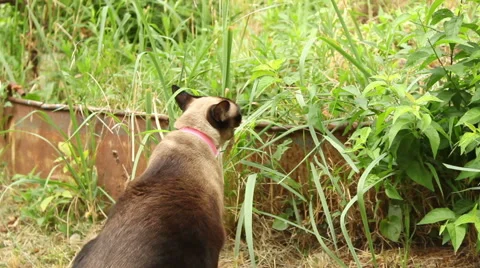 Siamese cat eating grass - handheld footage Stock Footage 67465163