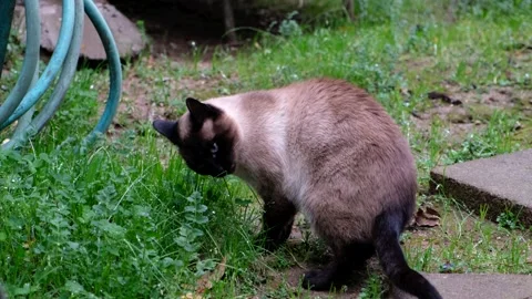 Siamese Cat eating some grass Video stock 228711466