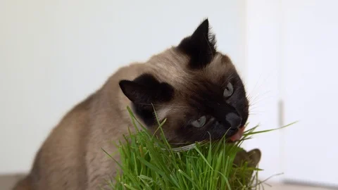 Siamese cat eats freshly grown green grass (wheat sprouts) from a flowerpot Stock Footage 129252880