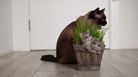 Siamese cat eats freshly grown green grass (wheat sprouts) from a pot Stock Footage 129252966