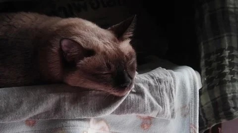 Siamese cat enjoy and sleeping on white bed Stock Footage 258237945