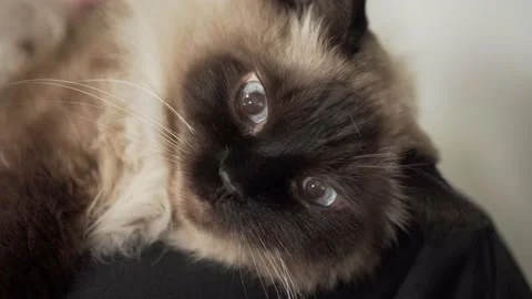 Siamese cat enjoys stroking and closes her eyes Video stock 135826690