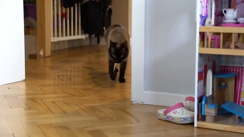 Siamese cat is entering the room Stock Footage 104731359