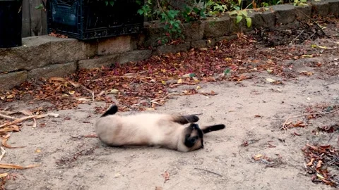 A Siamese cat exploring nature Video stock 252886609