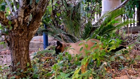 A Siamese cat exploring nature Video stock 252886640