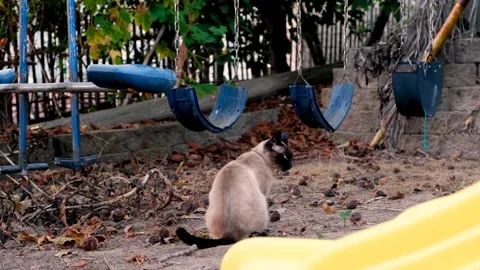 A Siamese cat exploring nature Video stock 252886724