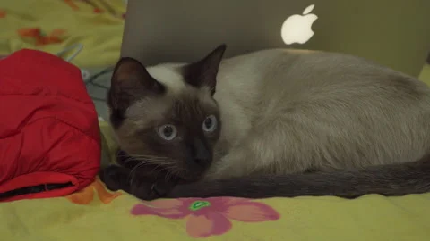 Siamese Cat Falls Asleep in Bed Next to Macbook Pro Laptop 库存影片 260246071
