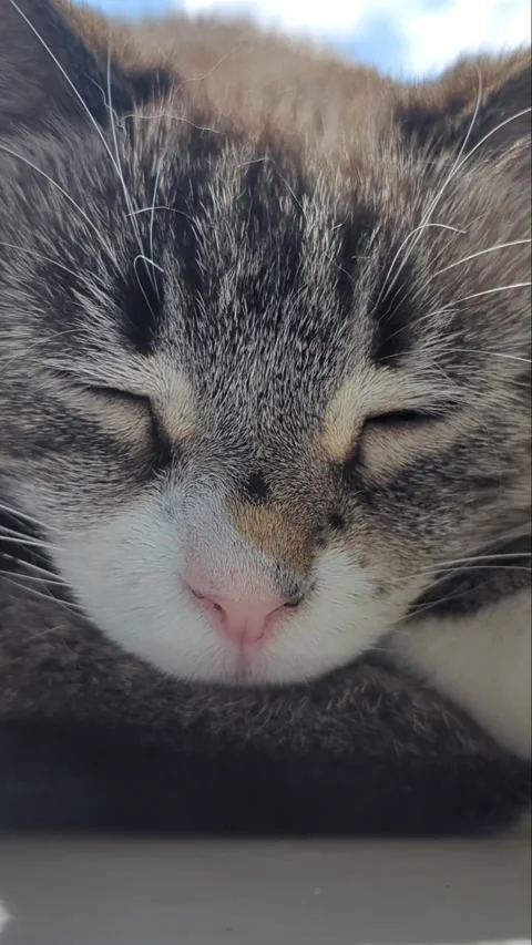 A siamese cat falls asleep on a white windowsill in summer Stock Footage 276962287