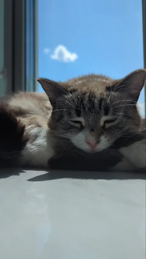 A siamese cat falls asleep on a white windowsill in summer Stock Footage 276962296