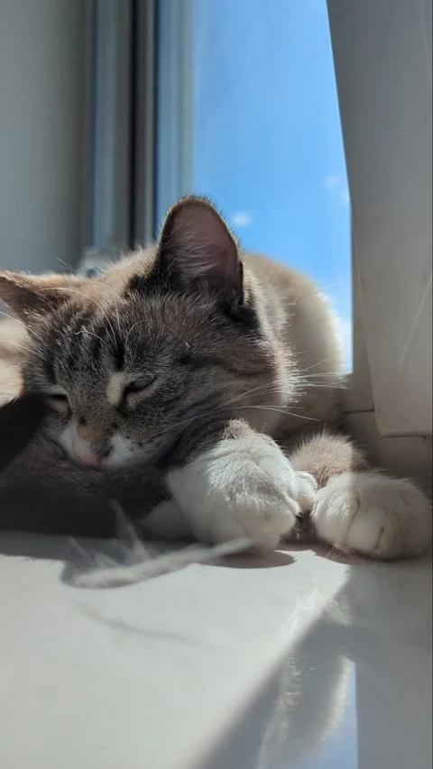 A siamese cat falls asleep on a white windowsill in summer Stock Footage 276962297