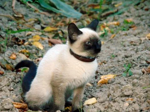 Siamese cat in the field Stock Photos