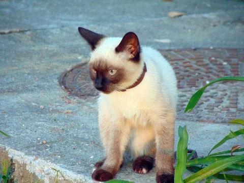 Siamese cat in the field Stock Photos